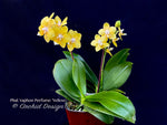 Phalaenopsis Yaphon Perfume 'Yellow' – Jasmine fragrant!