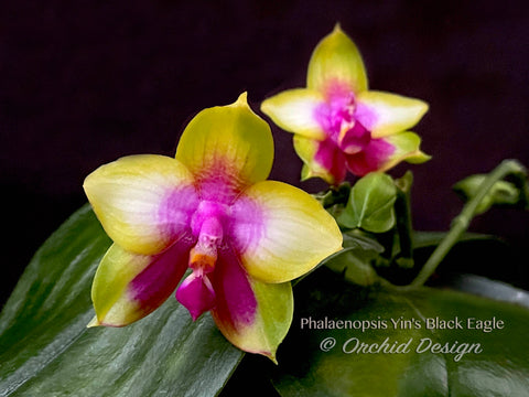 Fragrant Phalaenopsis Yin's Black Eagle – In Spikes - Orchid Design