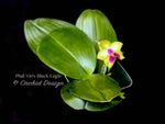 Fragrant Phalaenopsis Yin's Black Eagle – In Spikes - Orchid Design
