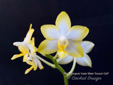 Phalaenopsis Yuan Shan 'Sweet Girl' – Novelty fragrant!