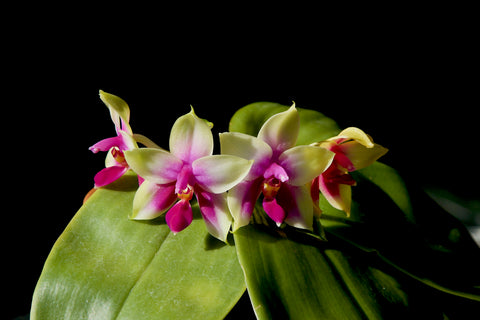 Phalaenopsis bellina – species, fragrant
