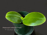 Phalaenopsis bellina 'Red Apple' – Species, fragrant! - Orchid Design