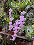 Phalaenopsis schilleriana - Fragrant Species