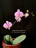 Phalaenopsis schilleriana - Fragrant Species