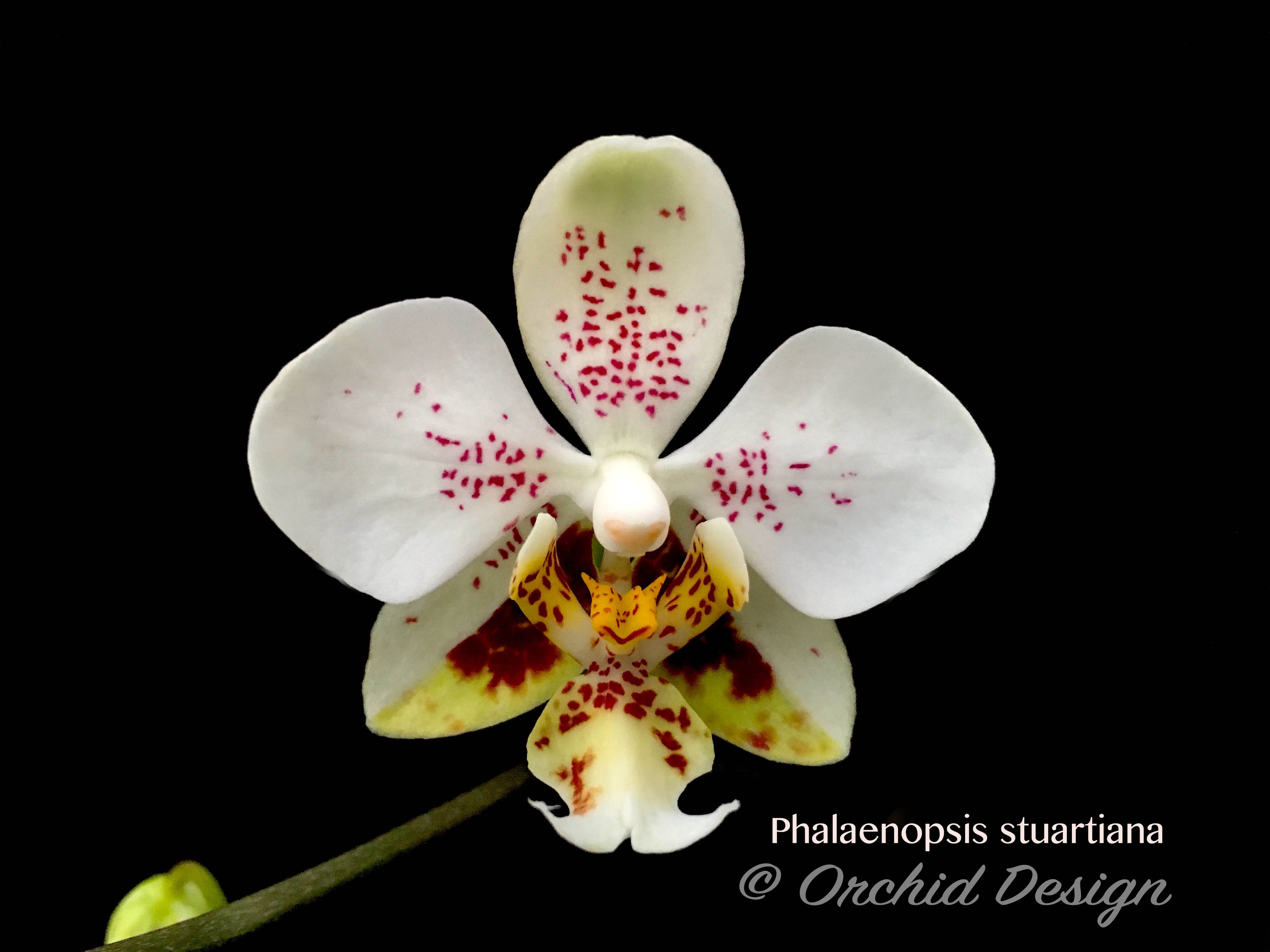 Phalaenopsis younghome – Tagged Phalaenopsis younghome – Tagged