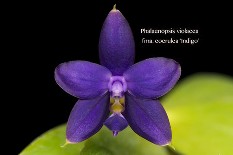 Phalaenopsis violacea 'Indigo' – species, dark blue, fragrant