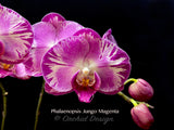 Phalaenopsis Jungo Magenta – Splash petals!