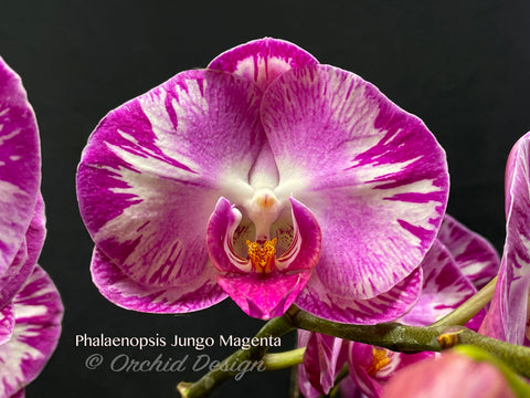 Phalaenopsis Jungo Magenta – Splash petals!