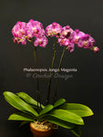 Phalaenopsis Jungo Magenta – Splash petals!