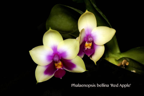 Phalaenopsis bellina 'Red Apple' – Species, fragrant! - Orchid Design