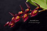 Pleurothallis alvaroi Red - Orchid Design