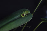 Pleurothallis georgraphica – Ecuadorian Species - Orchid Design