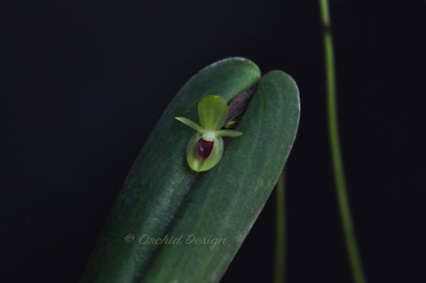 Pleurothallis georgraphica – Ecuadorian Species - Orchid Design