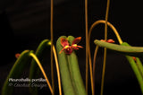 Pleurothallis portillae – Cool Species - Orchid Design
