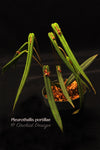 Pleurothallis portillae – Cool Species - Orchid Design