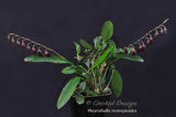Pleurothallis restrepioides – Species, Dark Purple - Orchid Design
