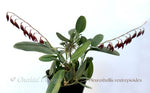 Pleurothallis restrepioides – Species, Dark Purple - Orchid Design