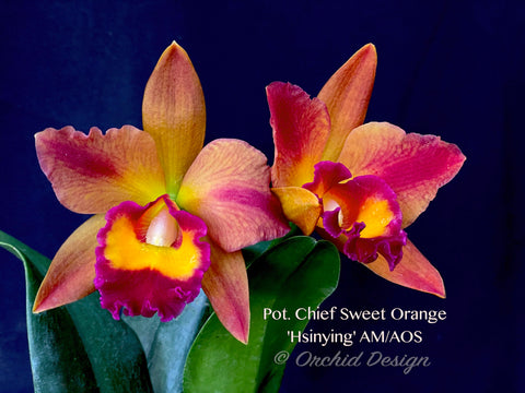 Potinara Chief Sweet Orange 'Sweet Orange'
