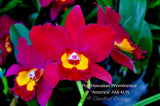 Pot. Hawaiian Prominence 'America' AM/AOS Fragrant - Orchid Design