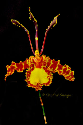 Psychopsis Mariposa 'Green Valley' - Orchid Design