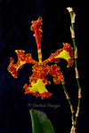 Oncidium Mariposa 'Special' – Three Lips - Orchid Design