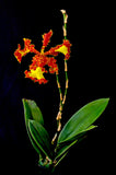 Oncidium Mariposa 'Special' – Three Lips - Orchid Design