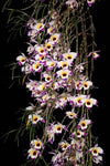 Dendrobium falconeri – Species Fragrant!