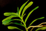 Renanthera Kilauea - Orchid Design