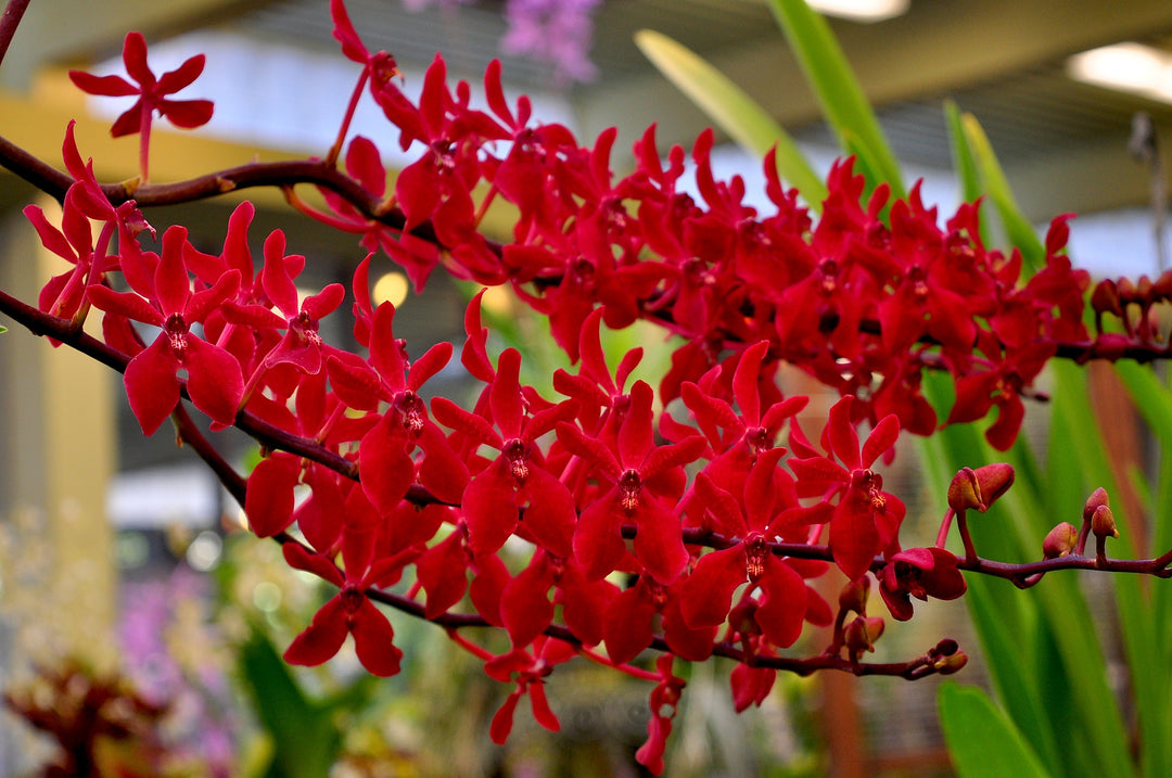 All Plants – Tagged 