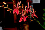 Renanthera Kilauea - Orchid Design