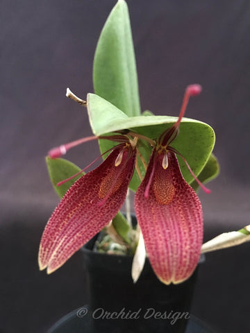 Restrepia chameleon - February bloomer - Orchid Design