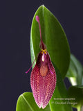 Restrepia sanguinea - Orchid Design