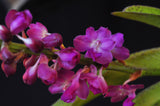 Rhynchostylis coelestis Pink x Rhynchostylis retusa - Orchid Design