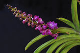 Rhynchostylis coelestis Pink x Rhynchostylis retusa - Orchid Design