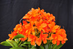 Rhyncattleanthe Young-Min Orange– Floriferous! - Orchid Design