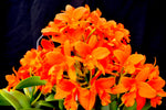 Rhyncattleanthe Young-Min Orange– Floriferous! - Orchid Design