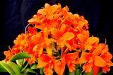 Rhyncattleanthe Young-Min Orange– Floriferous! - Orchid Design