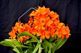 Rhyncattleanthe Young-Min Orange– Floriferous! - Orchid Design