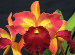 Rhyncholaeliocattleya Kuan-Miao Chen – Gorgeous, Fragrant! - Orchid Design