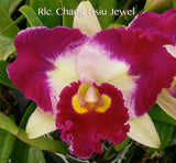 Rlc. Chang Hsiu Jewel splash petals