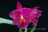 Rlc. Chia Lin 'New City' AM/AOS – Fragrant! - Orchid Design