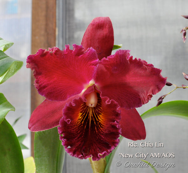 Rlc. Chia Lin 'New City' AM/AOS – Fragrant! – Orchid Design