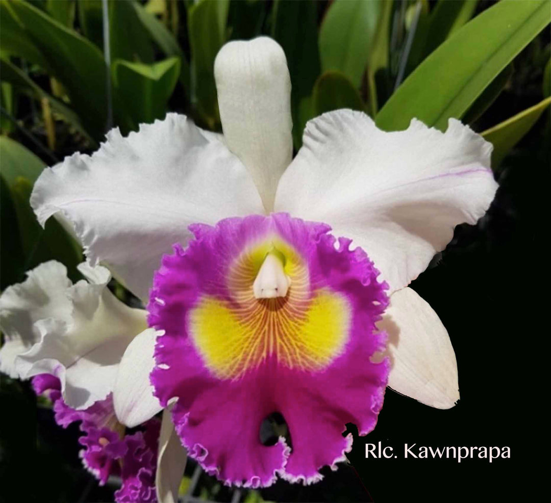 Cattleya – Tagged 