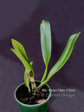 Rhyncholaeliocattleya Kuan-Miao Chen – Gorgeous, Fragrant! - Orchid Design