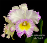 Rlc. Mahina Yahiro 'Julie' Splash JC/AOS – Very special! Fragrant!