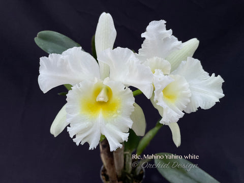 Rlc. Mahina Yahiro – White Cattleya Fragrant