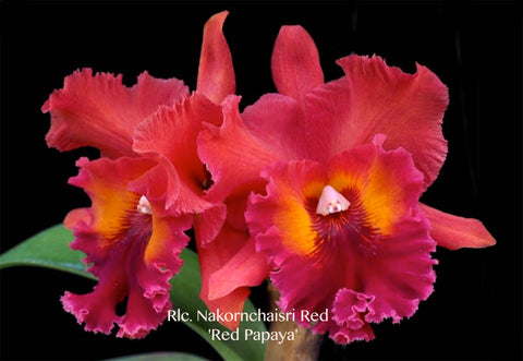 Rlc. Nakornchaisri Red 'Red Papaya' – Blooming Size