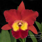 Cattleya Rlc. Saeng U-Sa 'No.2' Red, fragrant