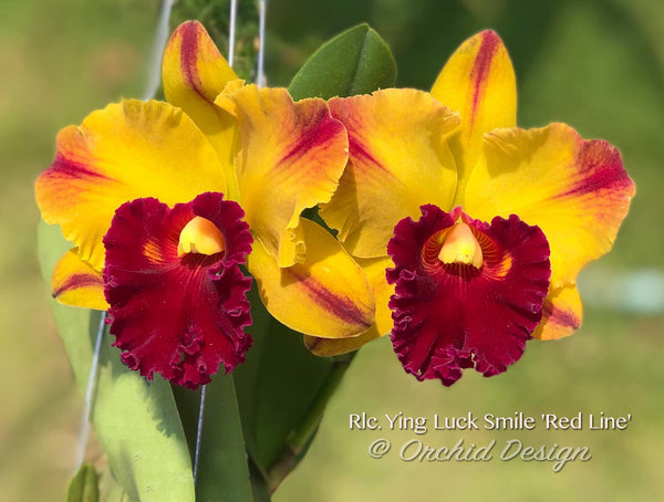 Rlc. Yingluck Smile 'Red Line' – Orchid Design