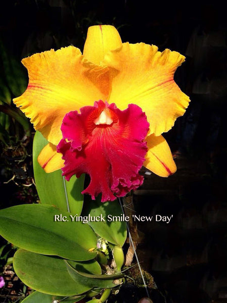 Rlc. Yingluck Smile 'New Day' Fragrant! – Orchid Design